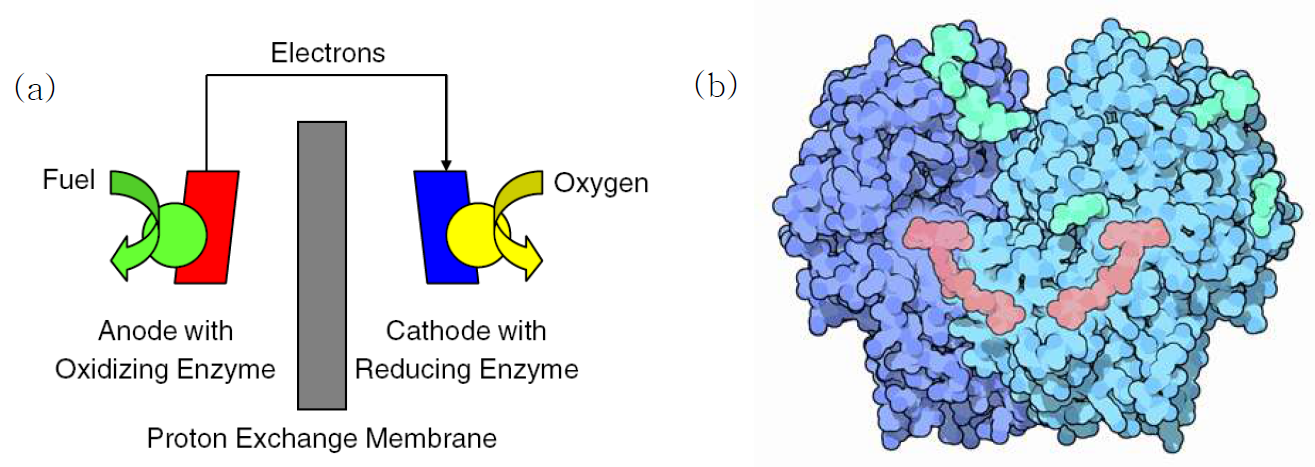 (a) 효소를 기반으로 한 바이오연료전지 (Biofuel cell)가 구동이 되는 원리를 보여주는 모식도.