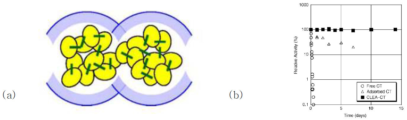 (a) 효소가 쉽-인-어 바틀 (Ship-in-a-bottle)형태로 Mesocellular Siliceous foam안에 가교되어서 안정한 효소 활성을 보이는 모식도.