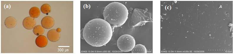 광학현미경(a)과 전자주사현미경(b, c)으로 찍은 독소루비신 함유 키토산 미세구의 모습