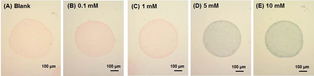 헤마톡실린, 에오신과 프러시안 블루로 염색한 각 키토산 미세구를 광학 현미경으로 관찰한 모습