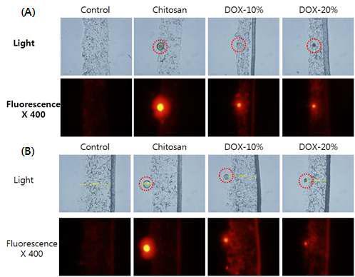 키토산 미립구로부터 방출된 독소루비신의 조직 분포확인.