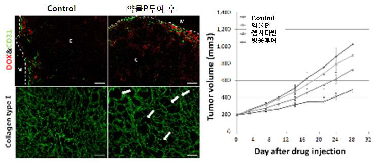인체 췌장암세포주(Capan-1) 이식 종양모델에서 약물 분포 촉진제의 효능 확인.