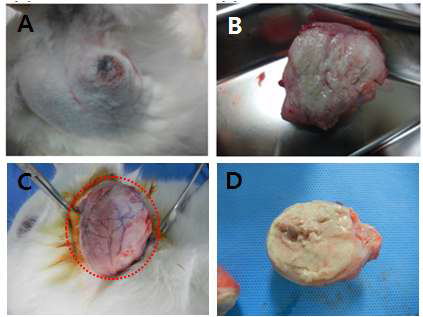 생체내 계대배양을 위해 토끼 대퇴부 근육에서 생성된 VX2 종양(A)과 적출 후의 VX2 종양조직 (B). 암세포가 전이된 가토의 턱부위(C, 빨간색 원). 허벅지에 형성된 종양(B)과 유사한 형태의 종양관찰(D).