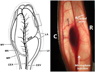 VX2종양이 형성된 귀의 이동맥에 혈류 주행방향으로 색전제 투여.
