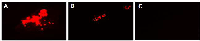 10% DOX포합된 색전제(A), DOX미포합 색전제(B)와 DOX용액(C)을 투여3일후 샘플링한 토끼 귀암에서 독소루비신 분포. (색전제 자체에서 붉은색 형광이 보임(B), 용액 투여군에서는 전혀 형광 검출 안됨(C)