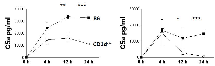 CLP 유도후 B6와 NKT 결핌 마우스인 CD1d-/-마우스의 혈청과 복강내 C5a의 분비 확인)