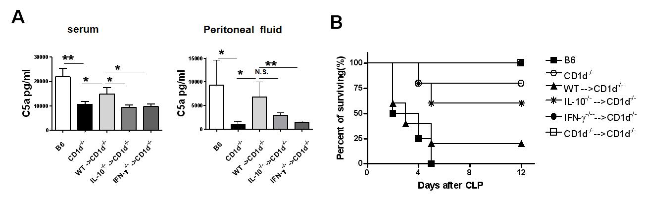 IL-10과 IFN-γ knock-out 마우스의 세포 주입을 통해 NKT 세포에서 분비되는 IL-10과 IFN-γ이 C5a 형성에 미치는 영향 확인