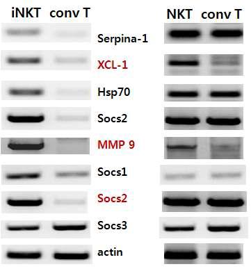 선별 된 유전자를 CD3+CD25- conventional T 세포와 CD3+aGalCer CD1d tetramer+iNKT 세포 TCRb+NK1.1+ 전체 NKT 세포에서의 각 유전자 발현 RT-PCR 확인