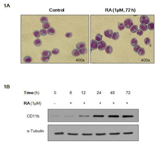 ATRA induces differentiation of HL60 cells