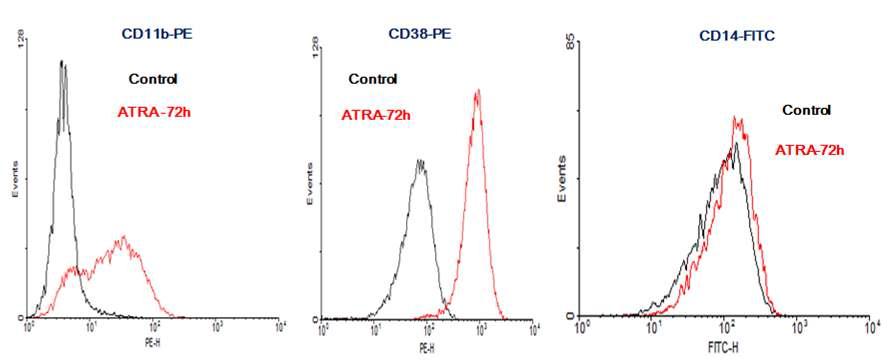 ATRA (1฀M) induces differentiation in HL-60 cells