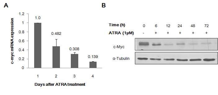 ATRA alone significantly down-regulated c-Myc mRNA (A) and protein (B) expressions.