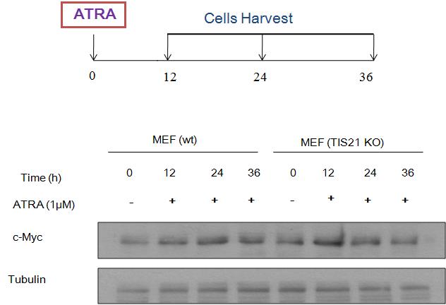 Effect of ATRA on c-Myc expression in MEF cells