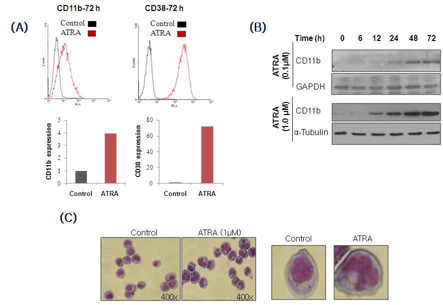 ATRA induces differentiation of HL-60 APL cells