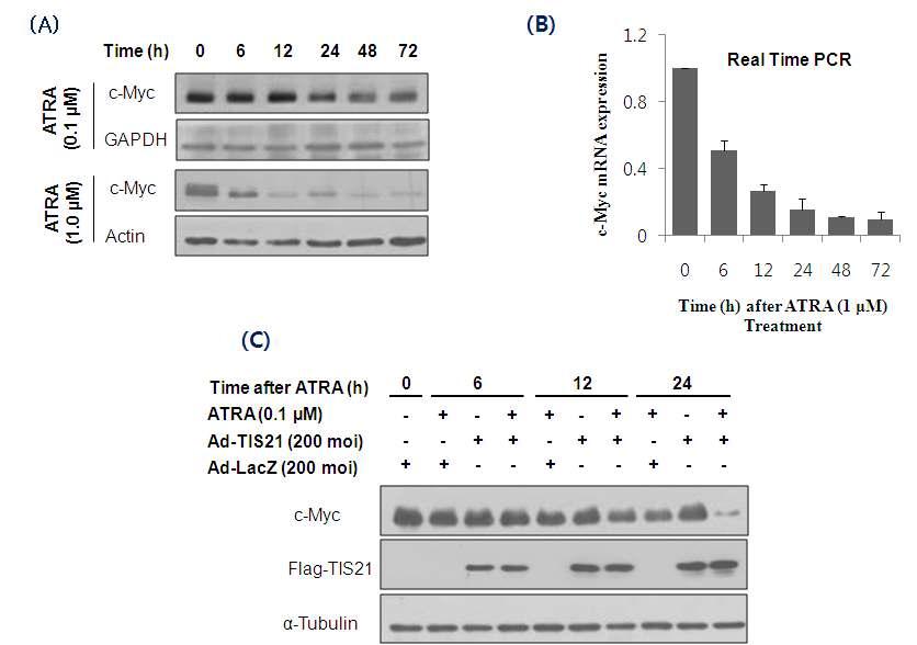TIS21 enhances differentiation via downregulation of c-Myc in HL-60 cells