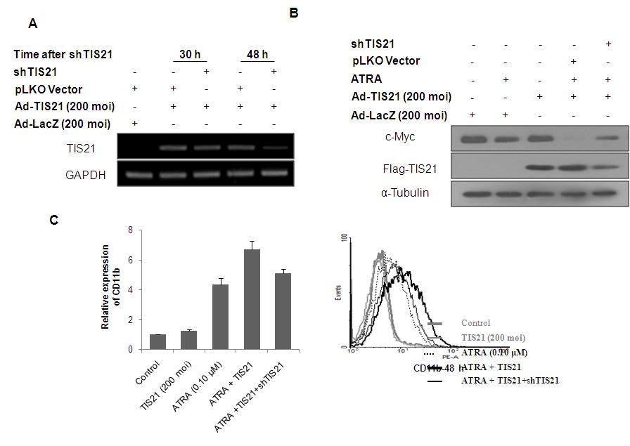 Knockdown of TIS21 attenuates enhanced differentiation and downregulation of c-Myc expression