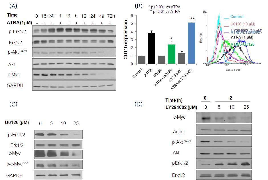 MAPK and PI3K-Akt Pathways regulate Differentiation and c-Myc expression in HL-60 cells