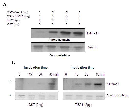 TIS21 increased arginine methylation of Mre11 in vitro