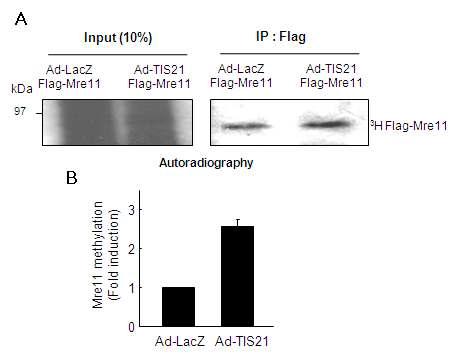 TIS21 increased the arginine methylation of Mre11 in vivo