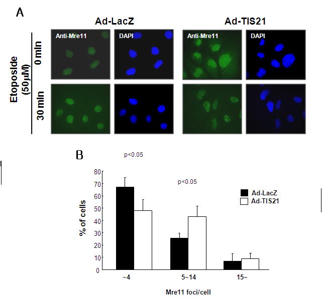 Mre11 foci formation was increased in TIS21 expressing cells