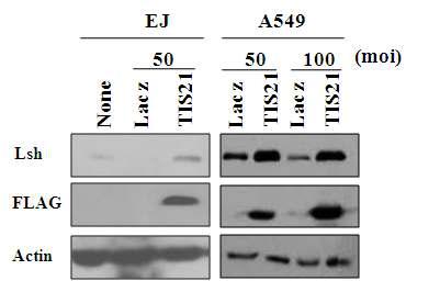 LSH expression in EJ and A549 cells after adenovirus infection carrying TIS21 gene as compared with LacZ gene