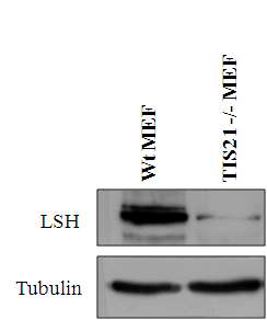 Immunoblot analysis showing endogenous expression of LSH in W T and TIS21-/- M EF cells