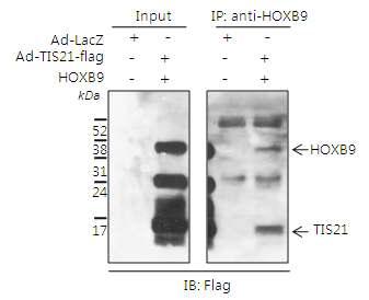 Binding of HoxB9 on TIS21 in Huh7