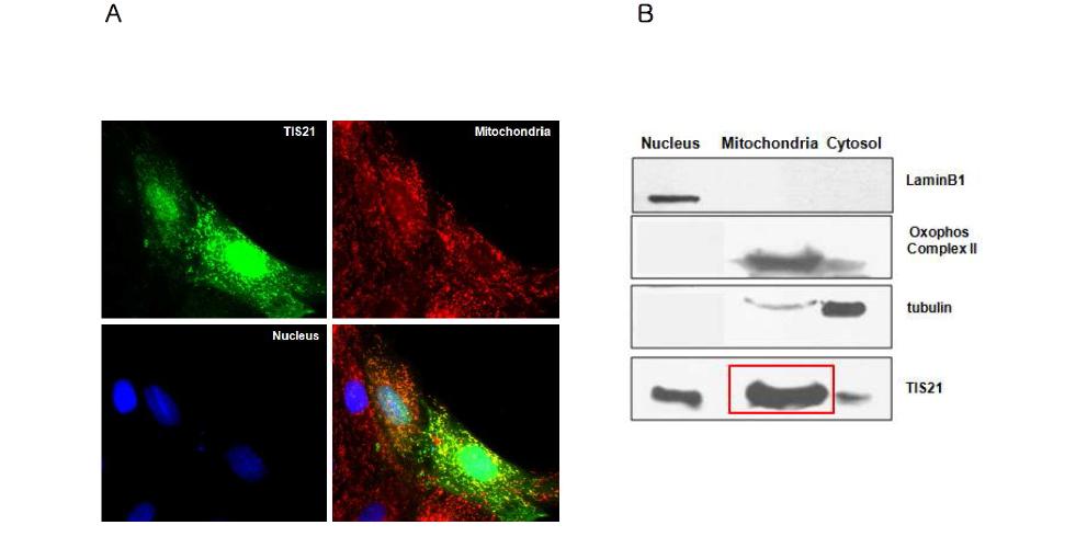 산화적 손상에 따른 mitochondria로의 BTG2/TIS21/PC3의 이동