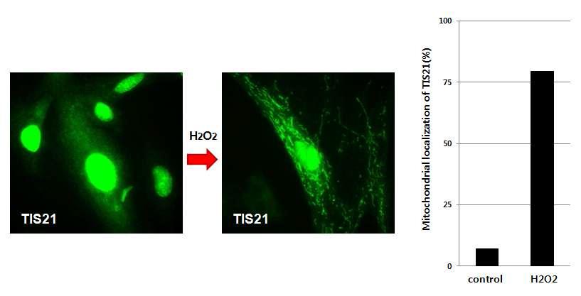 활성 산소 자극시 BTG2/TIS21/PC3 단백질의 미토콘드리아 이동에 관한 연구