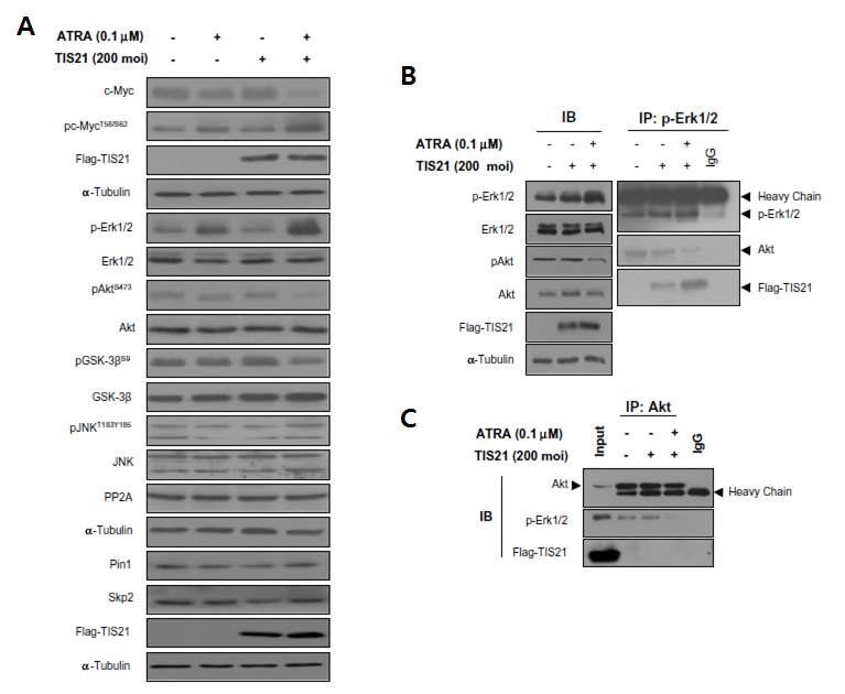 ATRA plus TIS21 increase the activcation MEK/ERK1/2, but not PI3K pathway along with GSK3beta activation.