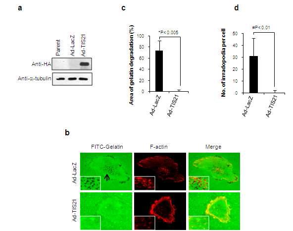 TIS21 attenuated formation of invadopodia in MDA-MB-231 cells