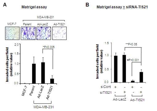 TIS21 inhibited invasiveness of MDAMB-231 cells