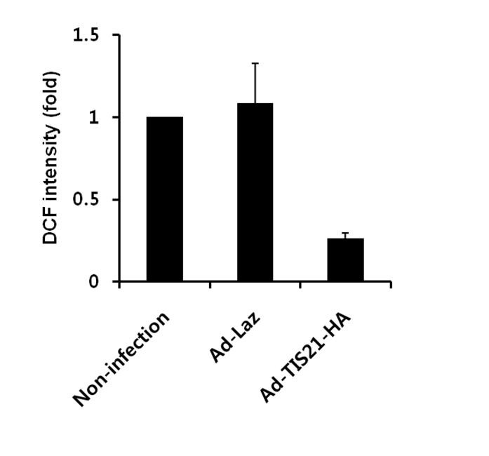 Effect of TIS21 overexpression on the generation of ROS in MDA-MB-231 cells. Note significant reduction of ROS generation in the Ad-TIS21-HA infected cells than the controls.