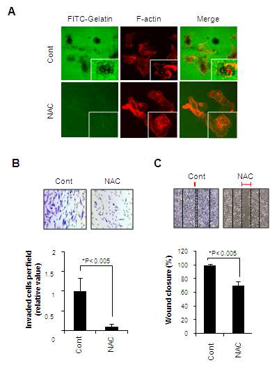 TIS21 inhibited ROS level in MDA-MB-231 cells required for invadopodia formation