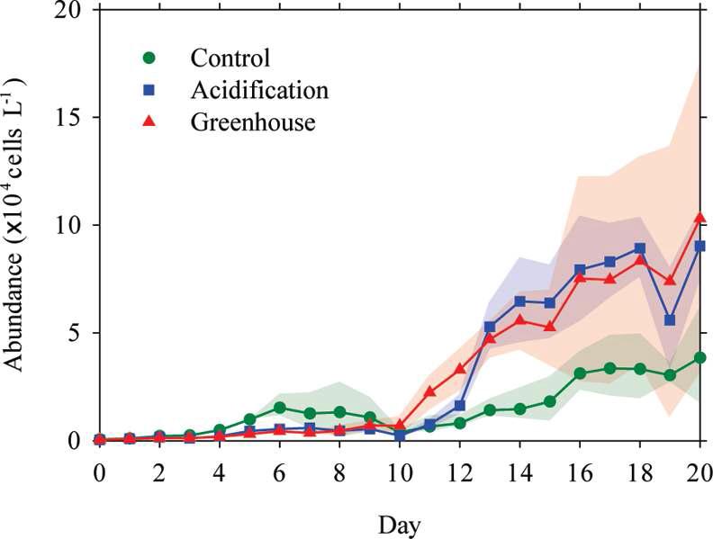 실험 기간 중 대조구 (Control), 해양산성화 실험구 (Acidification; High CO2), 지구온난화 실험구 (Greenhouse; High CO2 & Temp.)에서의 와편모류 (dinoflagellate) 개체 수 변화 (1차 메조코즘 실험)