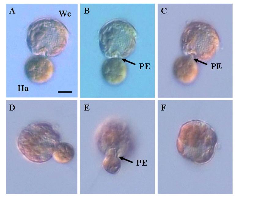 혼합영양성 와편모류인 Woloszynskia cincta(Wc)가 침편모류인 Heterosigma akashiwo(Ha)를 섭식관(peduncle; PE)을 이용하여 섭식하는 과정. Scale bars = 5㎛