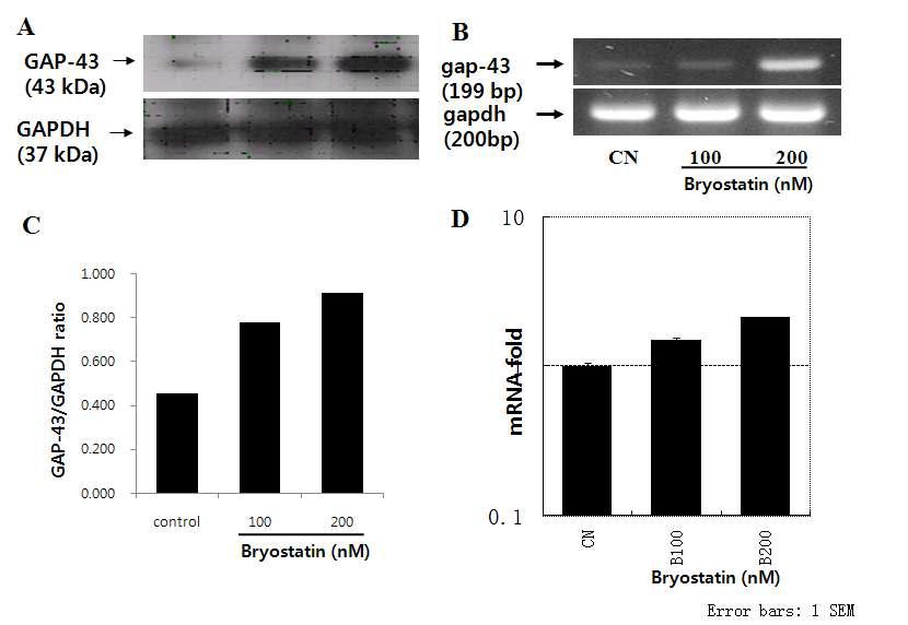 Bryostatin I induces upregulation of GAP-43 in organoypic hippocampal slice cultures.