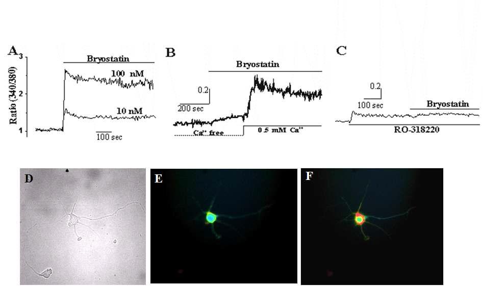 Effects of bryostatin on intracellular free Ca2+concentration.