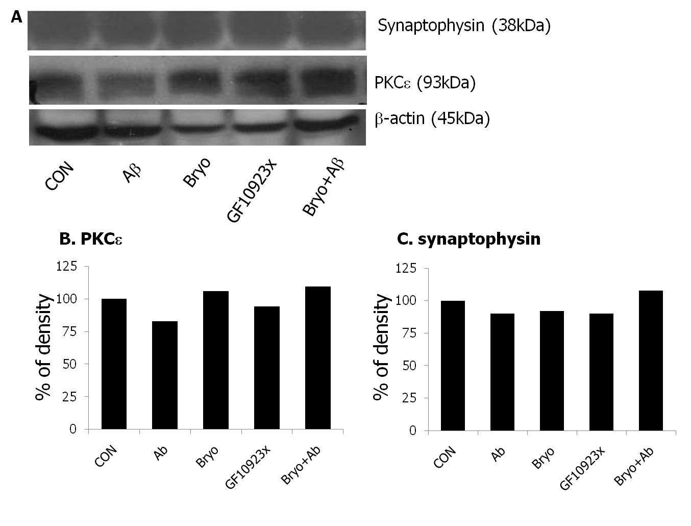 Expression of PKCε, and synaptophysin in Aβ, GF10923x, and bryostatin-I treated hippocampus. (A) Detection of PKCε, and synaptophysin at protein levels by western blot analysis, (B) Quantitative densitometric analysis of PKCε, and (C) Quantitative densitometric analysis of synaptophysin.