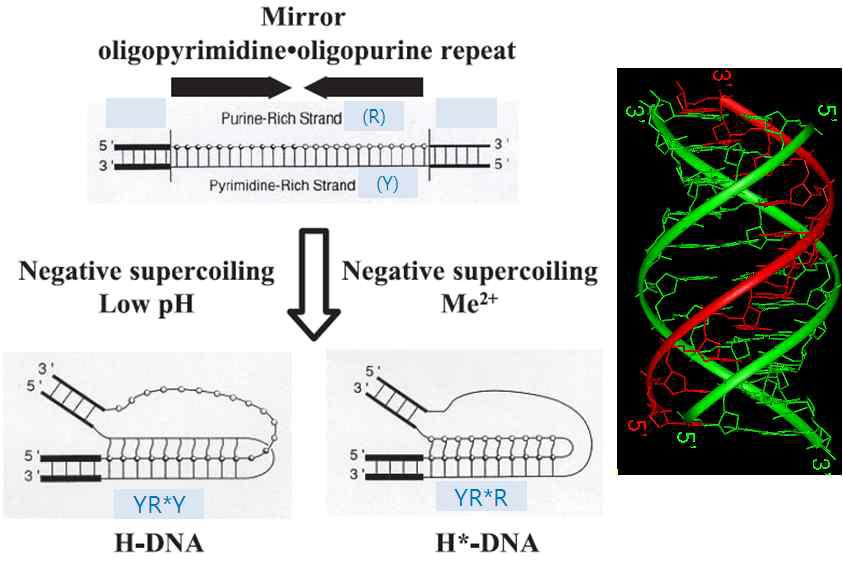 (좌) H-DNA와 H*-DNA의 형성. (우) Triplex의 구조.
