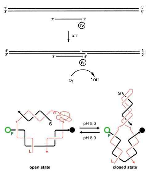 Triplex 응용 (위) 서열 선택적 DNA 절단 (아래) pH에 따라 구조가 변하는 