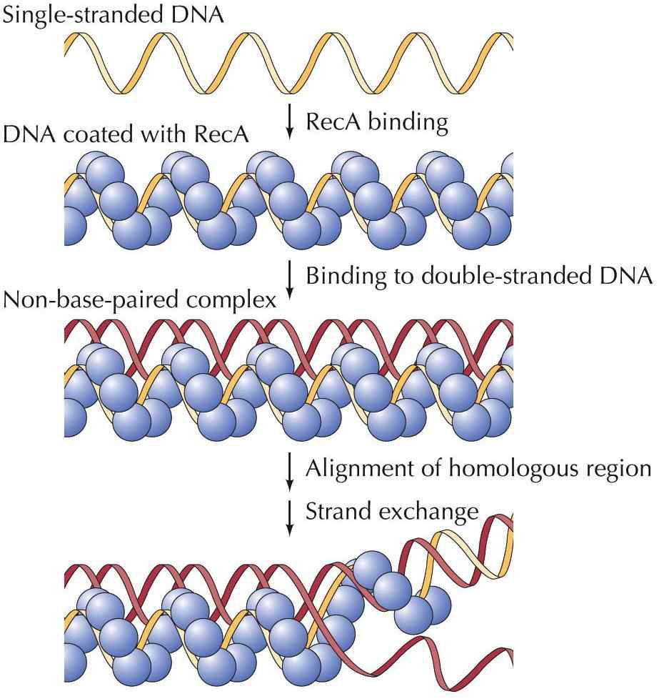 RecA에 의한 DNA 결합체(synapse) 형성.