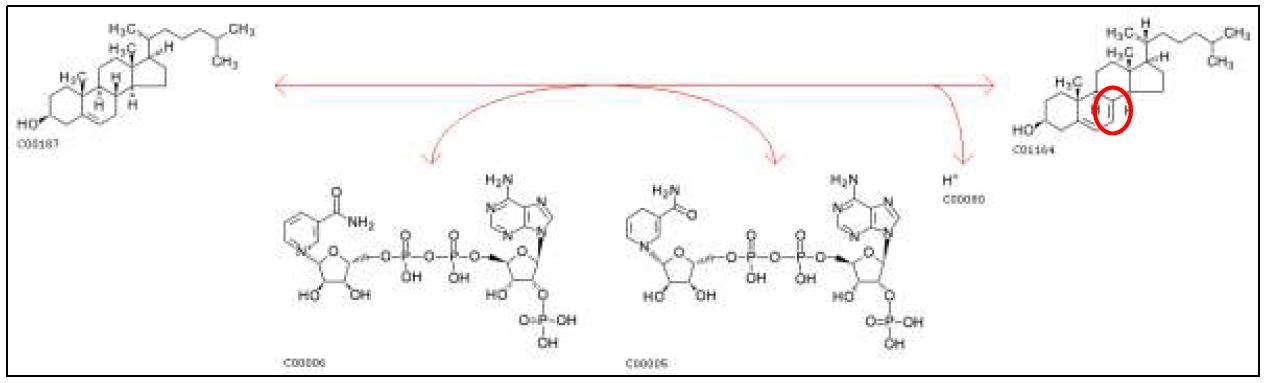 7-dehydrocholesterol reductase(DHCR)의 반응기작 (From KEGG).