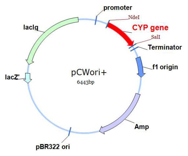 재조합단백질 발현에 사용한 pCWori 벡터 맵.