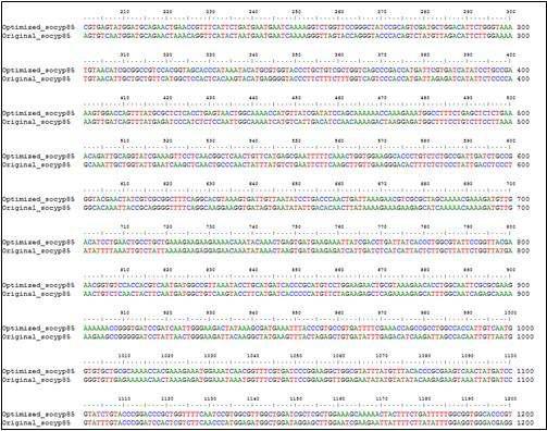 시금치에서 분리한 So-CYP85 유전자의 염기서열과 이를 대장균의 codon usage에 기초하여 codon optimization 한 후 alignment 하여 비교한 결과.