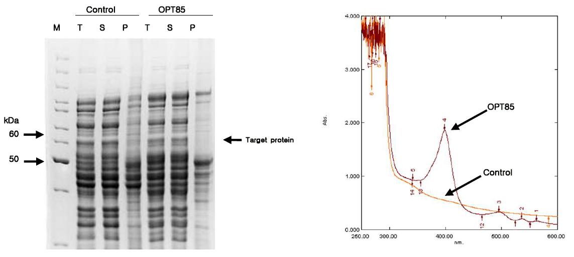대장균 strain, pLysS에서 Codon optimization 한 So-CYP85 유전자의 발현 양상.