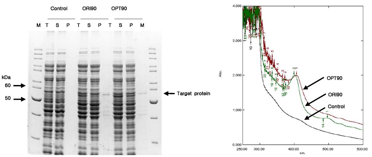 대장균 strain, DH5α-pGro12에서 codon optimization 한 So-CYP90B 유전자의 발현 양상.
