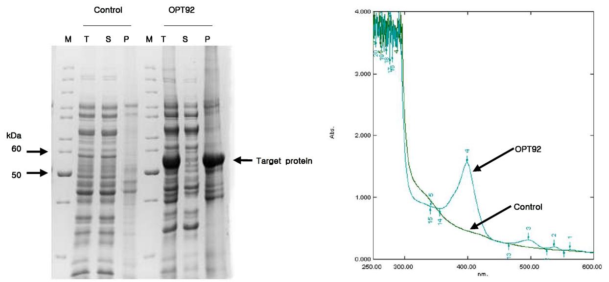 대장균 strain, C41a에서 codon optimization 한 So-CYP92A 유전자의 발현 양상.