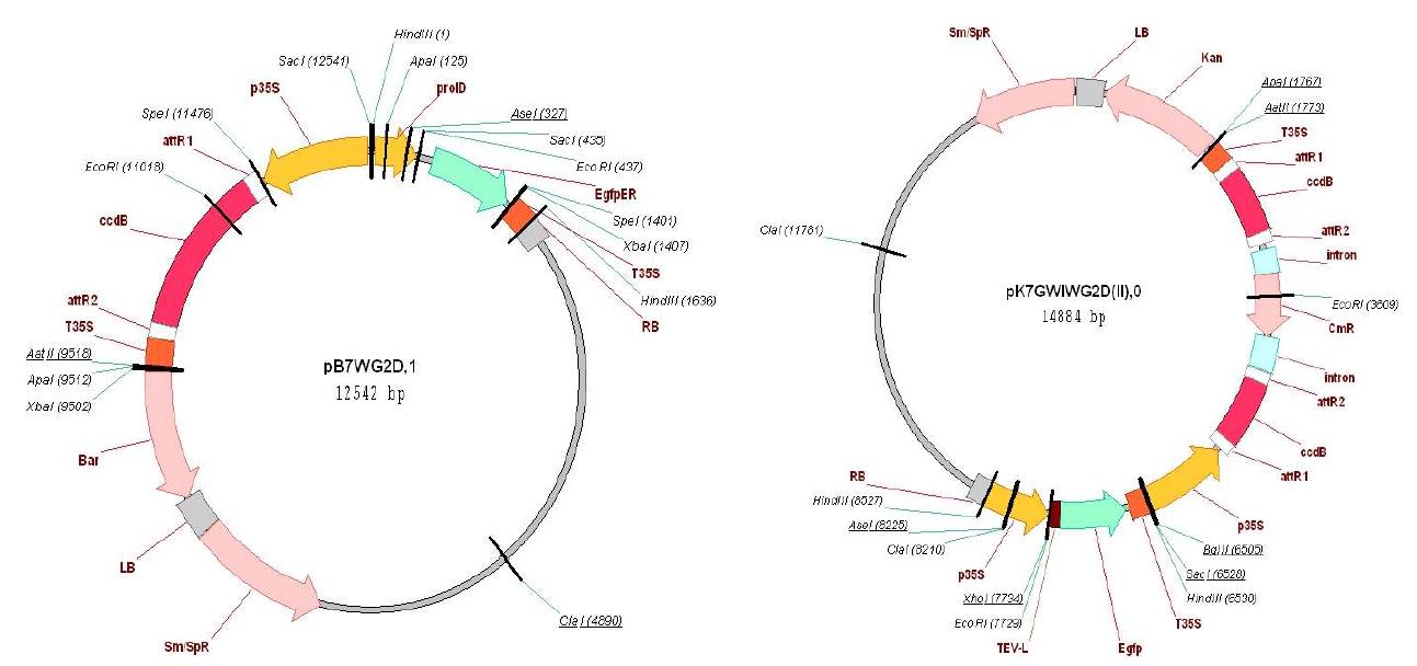 유전자 기능분석 용 항시발현-식물발현 벡터. (좌) 과발현 유도 벡터, (우) 발현억제 유도 벡터.