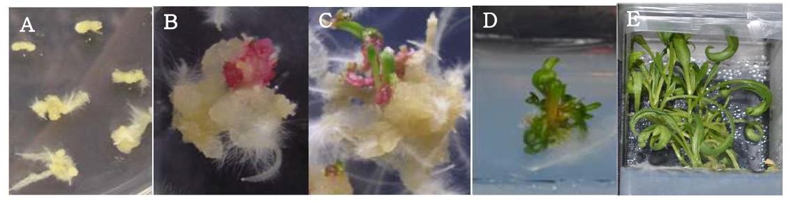 시금치 캘러스의 유도 및 식물체 재분화.