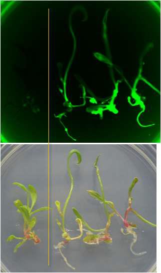 형질전환식물체의 GFP 발현 분석.